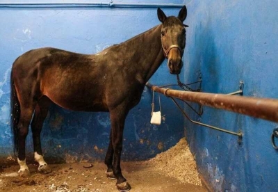 В Кемеровской области мужчина привел лошадь в жилой дом устроил скандал с женой